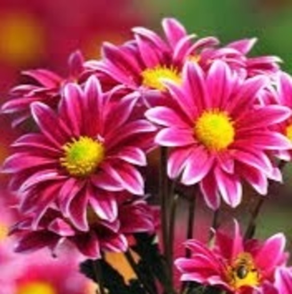 Meet your Posher, Fefe - Picture 1 of 1